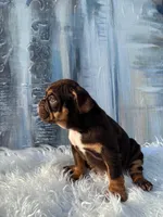 Fudge, a male English Bulldog for sale in Houston, TX – 2 of 3