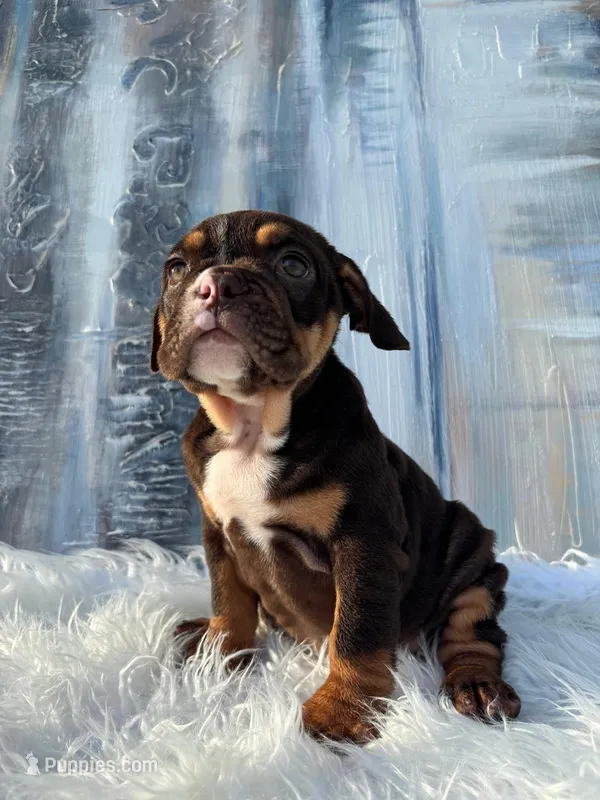 Fudge – English Bulldog puppy for sale in Houston, TX