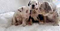 Bela, a female English Bulldog for sale in Houston, TX – 4 of 4