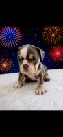 Ace, a male English Bulldog for sale in Houston, TX – 2 of 2