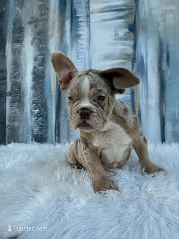 Lola – English Bulldog puppy for sale in Houston, TX
