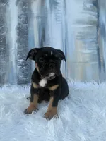 Molly, a female English Bulldog for sale in Houston, TX – 3 of 5