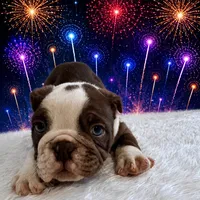 Hershey, a male English Bulldog for sale in Houston, TX – 3 of 3