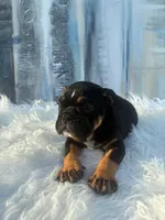 Onyx, a male English Bulldog for sale in Houston, TX – 3 of 3