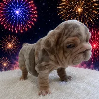 Marble, a male English Bulldog for sale in Houston, TX – 3 of 3