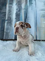 Chip, a male English Bulldog for sale in Houston, TX – 3 of 4