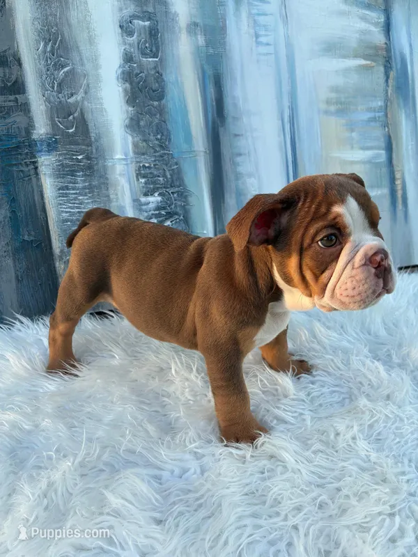 Mocha – English Bulldog puppy for sale in Houston, TX