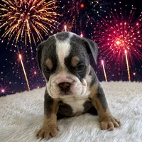 Rosco, a male English Bulldog for sale in Houston, TX – 3 of 3