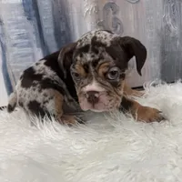 Buddy, a male English Bulldog for sale in Houston, TX – 2 of 4