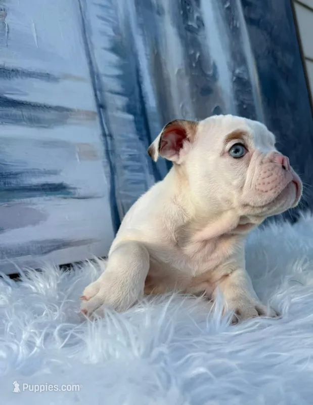 Luna – English Bulldog puppy for sale in Houston, TX
