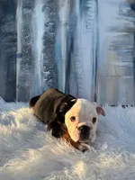 Bela, a female English Bulldog for sale in Houston, TX – 2 of 4