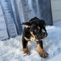 Bruno, a male English Bulldog for sale in Houston, TX – 3 of 4