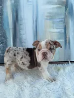 Chip, a male English Bulldog for sale in Houston, TX – 2 of 4