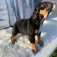 Bruno, a male English Bulldog for sale in Houston, TX – 2 of 3
