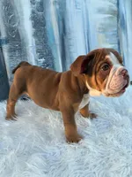 Mocha, a male English Bulldog for sale in Houston, TX – 4 of 4