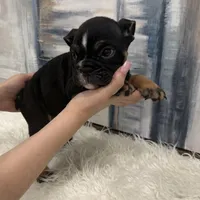 Axel 🐶🐾, a male English Bulldog for sale in Houston, TX – 5 of 7