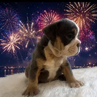 Rosco, a male English Bulldog for sale in Houston, TX – 2 of 3