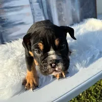 Bruno, a male English Bulldog for sale in Houston, TX – 3 of 3