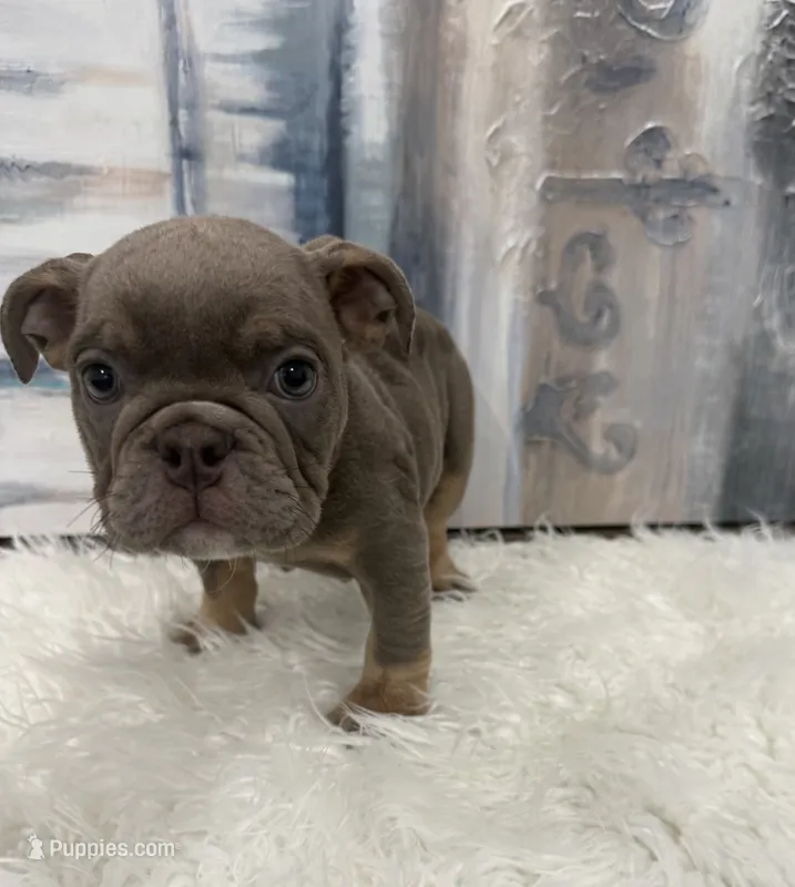 Sky – English Bulldog puppy for sale in Houston, TX
