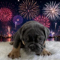 Boss, a male English Bulldog for sale in Houston, TX – 3 of 3