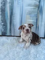 Java, a male English Bulldog for sale in Houston, TX – 5 of 5