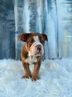 Mocha, a male English Bulldog for sale in Houston, TX – 3 of 4