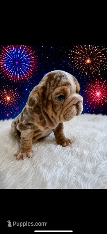 Marble – English Bulldog puppy for sale in Houston, TX