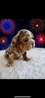 Marble, a male English Bulldog for sale in Houston, TX – 1 of 3