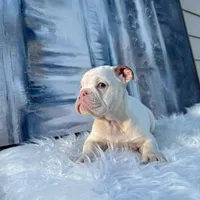 Luna, a female English Bulldog for sale in Houston, TX – 2 of 4