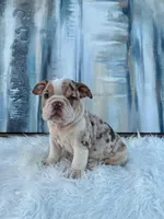 Chip, a male English Bulldog for sale in Houston, TX – 1 of 4