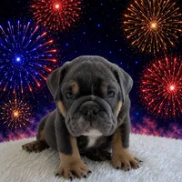 Boss, a male English Bulldog for sale in Houston, TX – 1 of 3