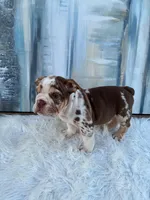 Java, a male English Bulldog for sale in Houston, TX – 2 of 5