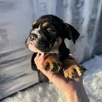 Bruno, a male English Bulldog for sale in Houston, TX – 2 of 4