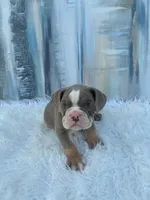 London, a male English Bulldog for sale in Houston, TX – 3 of 6