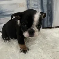 Luna, a female English Bulldog for sale in Houston, TX – 2 of 2