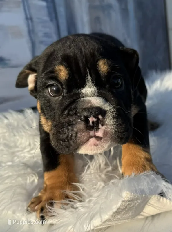 Bruno – English Bulldog puppy for sale in Houston, TX