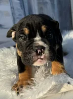Bruno, a male English Bulldog for sale in Houston, TX – 1 of 4