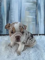Chip, a male English Bulldog for sale in Houston, TX – 2 of 2
