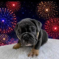 Boss, a male English Bulldog for sale in Houston, TX – 2 of 3