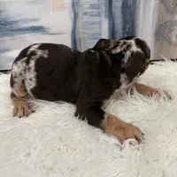 Hershey, a male English Bulldog for sale in Houston, TX – 3 of 3