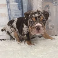 Buddy, a male English Bulldog for sale in Houston, TX – 4 of 4