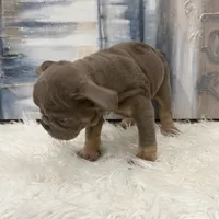 Sky, a female English Bulldog for sale in Houston, TX – 2 of 3