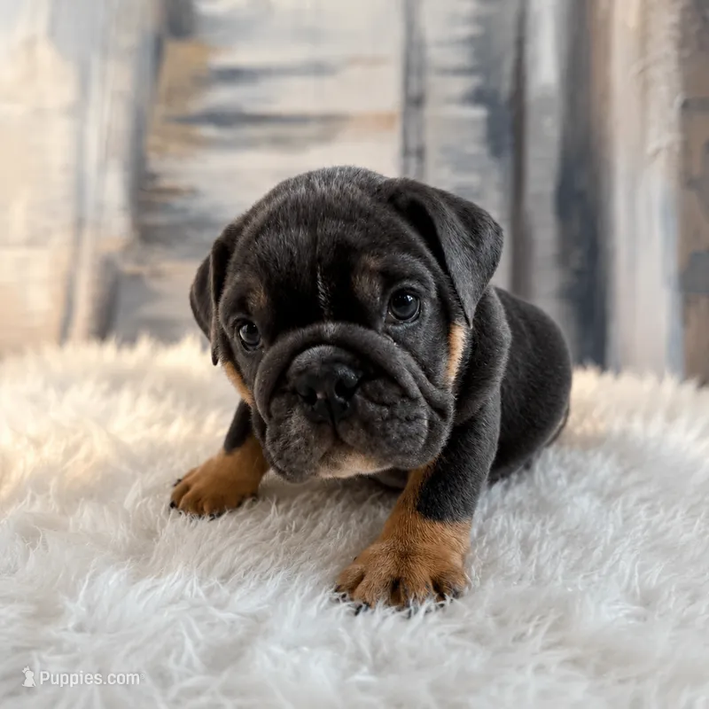 Boss – English Bulldog puppy for sale in Houston, TX
