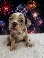 Lola, a female English Bulldog for sale in Houston, TX – 2 of 4