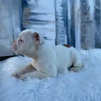 Luna, a female English Bulldog for sale in Houston, TX – 4 of 4