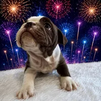 Hershey, a male English Bulldog for sale in Houston, TX – 1 of 3