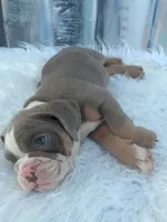 London, a male English Bulldog for sale in Houston, TX – 2 of 6