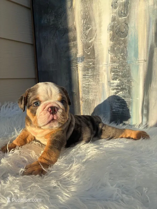 Bebe – English Bulldog puppy for sale in Houston, TX