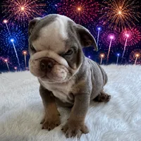 Buster, a male English Bulldog for sale in Houston, TX – 3 of 3
