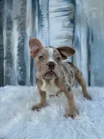 Lola, a male English Bulldog for sale in Houston, TX – 2 of 3